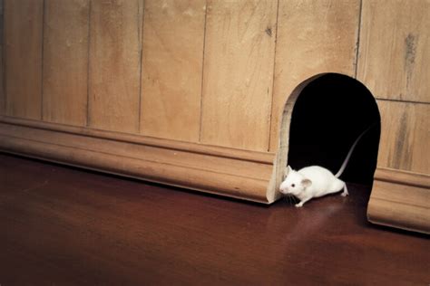 夢到老鼠跑進房間